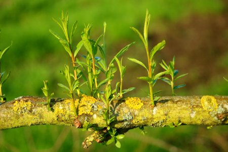 Vegetation Flora Plant Leaf photo