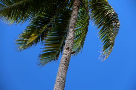 Sky Tree Palm Tree Arecales photo