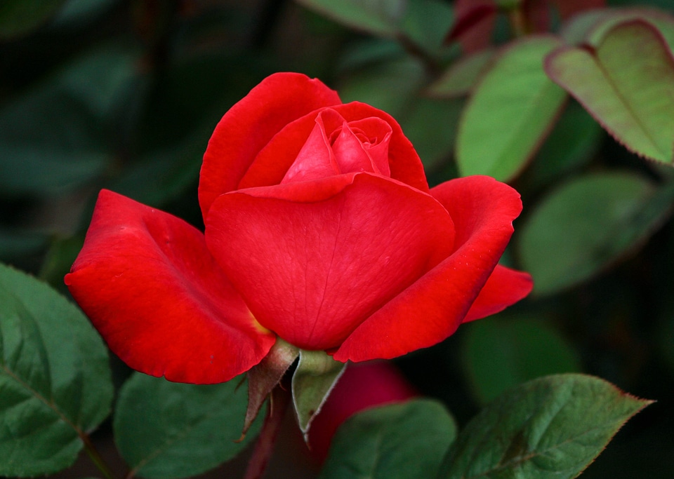 Petal roses romantic
