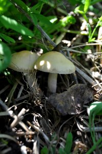 Mushroom Fungus Edible Mushroom Agaricaceae