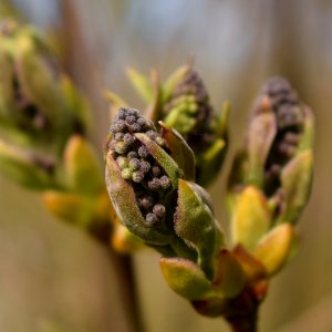 Bud Flora Plant Close Up