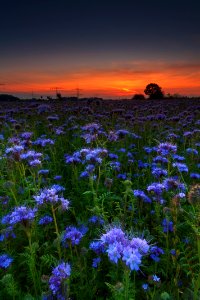 Flower Wildflower Sky Field photo
