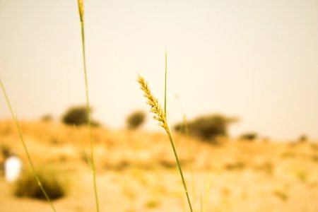 Yellow Grass Grass Family Sky photo