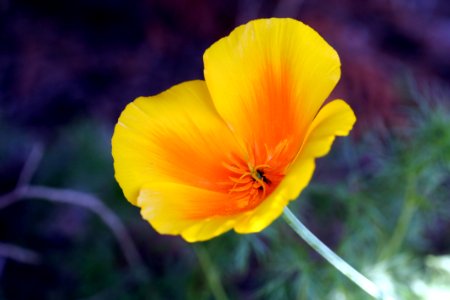 Flower Yellow Wildflower Eschscholzia Californica