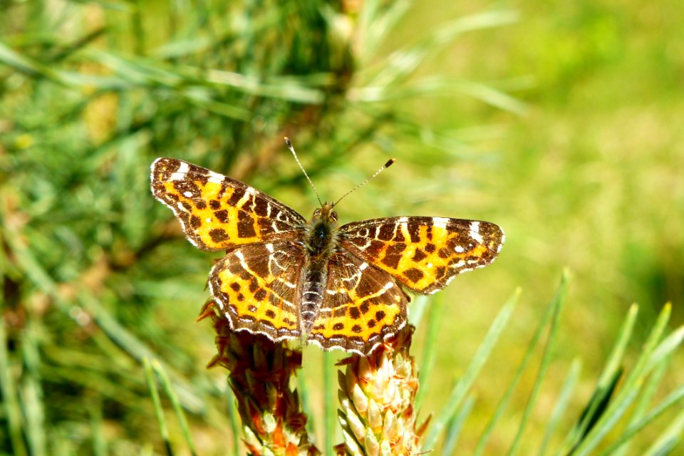 Butterfly Moths And Butterflies Insect Invertebrate