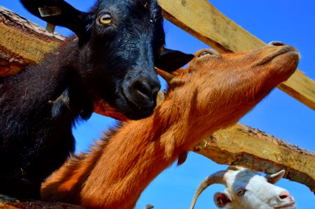 Goats Goat Fauna Horn