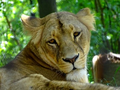 Wildlife Terrestrial Animal Lion Mammal photo