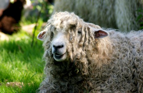 Sheep Cow Goat Family Livestock Grass