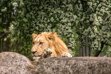 Wildlife Lion Fauna Zoo photo