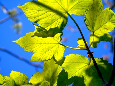 Leaf Vegetation Grape Leaves Grapevine Family photo