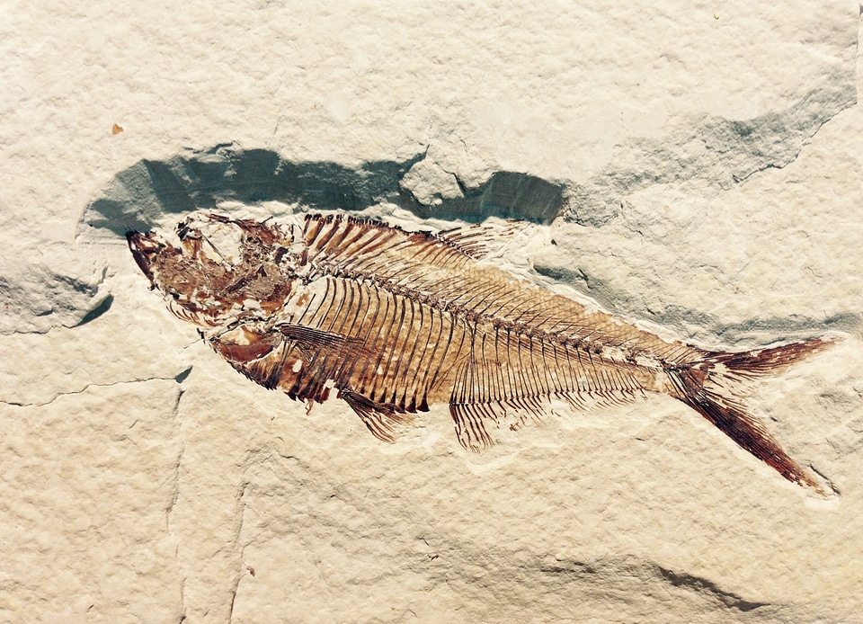 Fish petrified prehistoric times