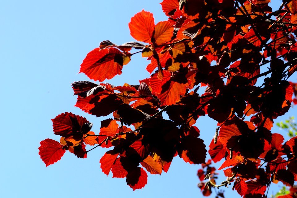 Red Leaf Autumn Flora