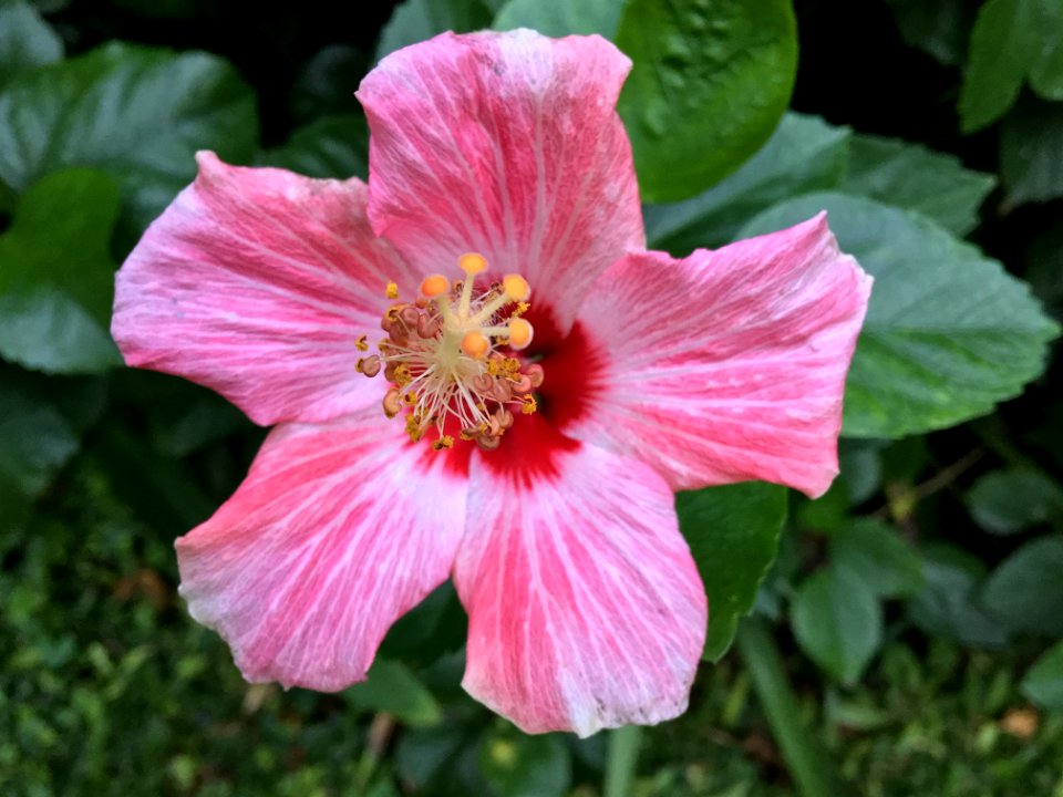 Flower Pink Hibiscus Plant photo