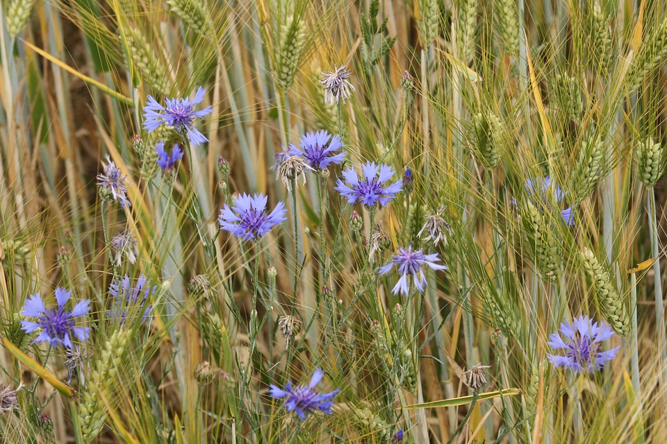 Cornflower flowers blue