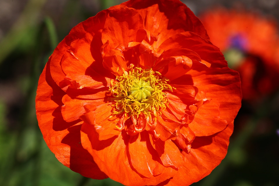 Blossom bloom iceland poppy photo