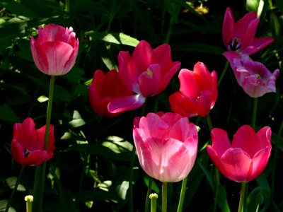 Flower Plant Flowering Plant Tulip photo