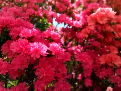 Flower Pink Plant Flowering Plant