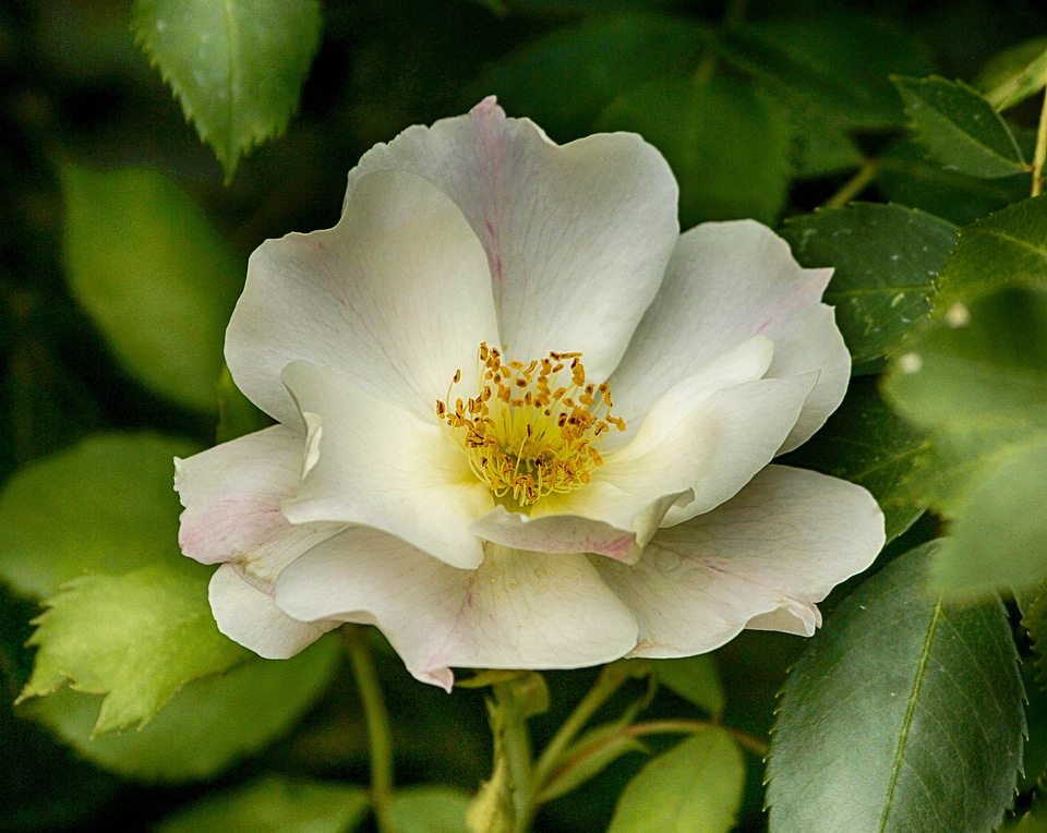 Flower petals fragrant