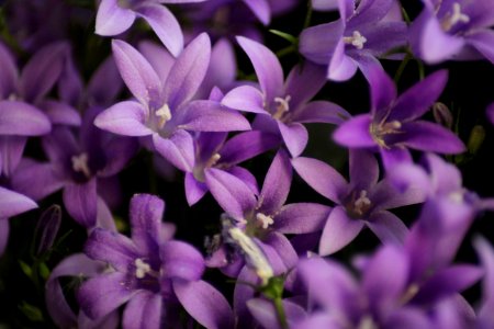 Flower Plant Flora Purple
