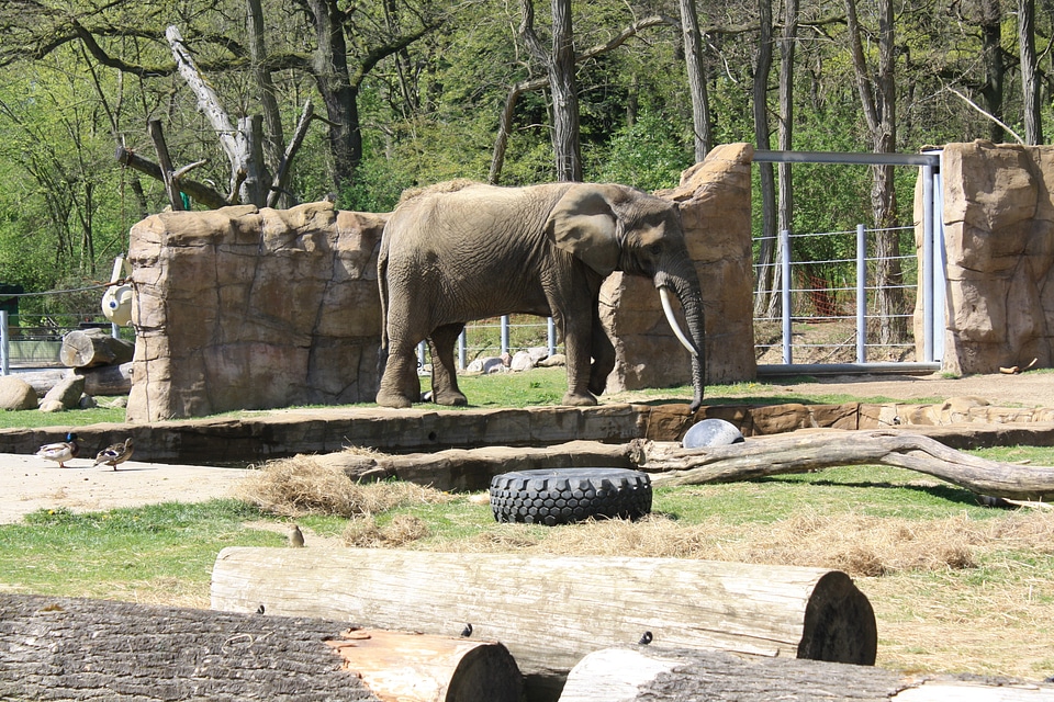 Animal mammal zoo