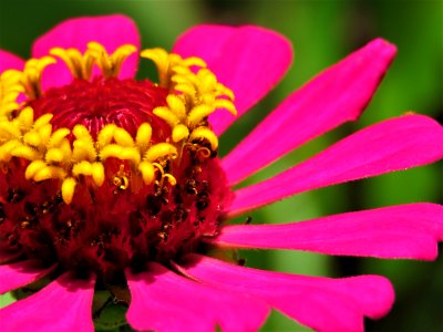 Flower Nectar Flora Pollen photo