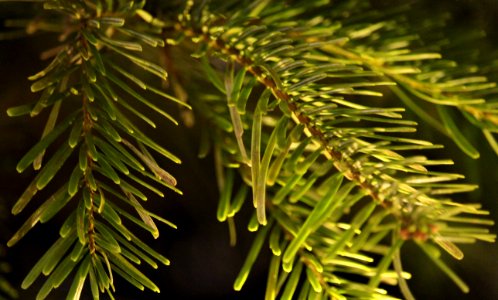 Branch Pine Family Tree Spruce