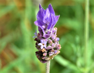 Flower Plant English Lavender Flora photo