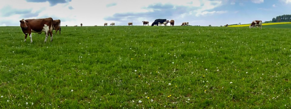 Grassland Pasture Grazing Field photo