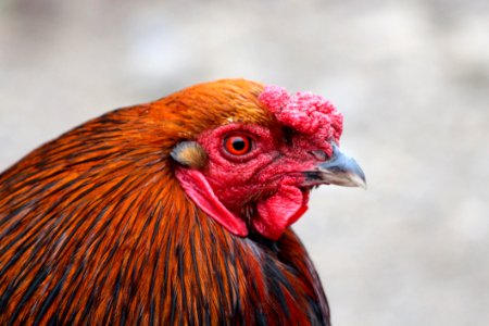 Chicken Red Beak Bird photo