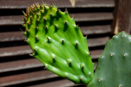 Cactus Nopal Eastern Prickly Pear Thorns Spines And Prickles photo