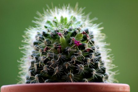 Plant Cactus Thorns Spines And Prickles Flowering Plant photo