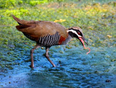 Bird Ecosystem Fauna Beak