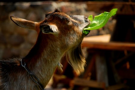 Goats Goat Fauna Wildlife photo