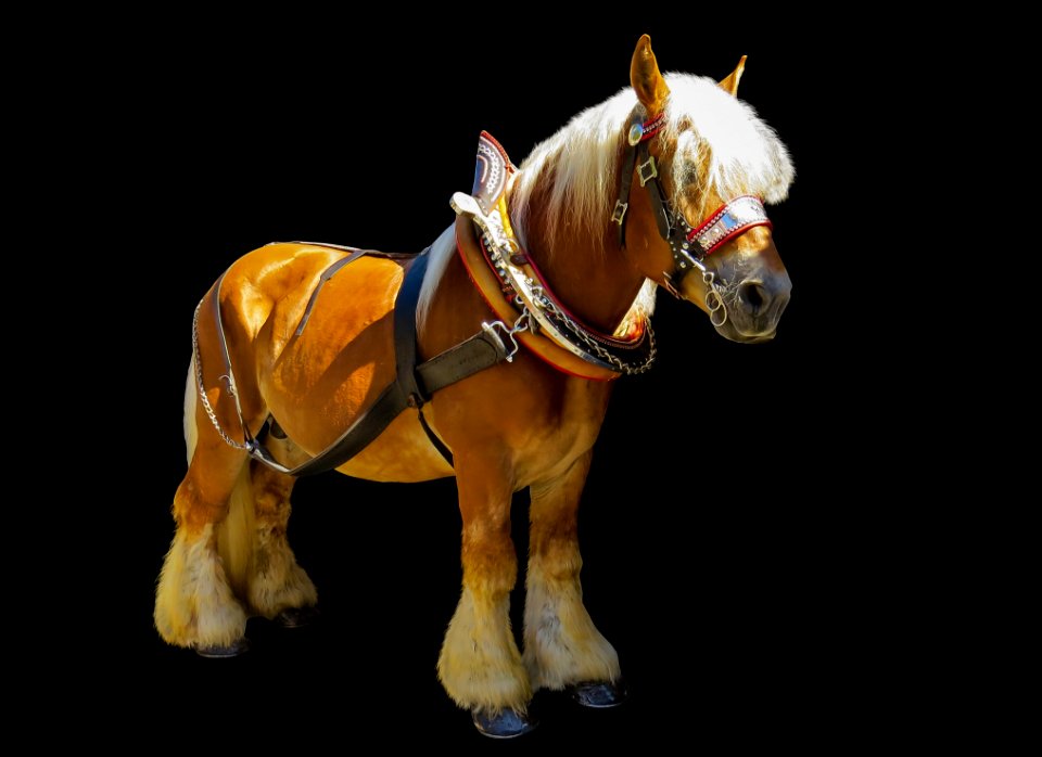 Horse Halter Horse Harness Bridle