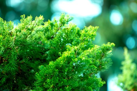 Selective Focus Photography Of Green Pine Tree photo