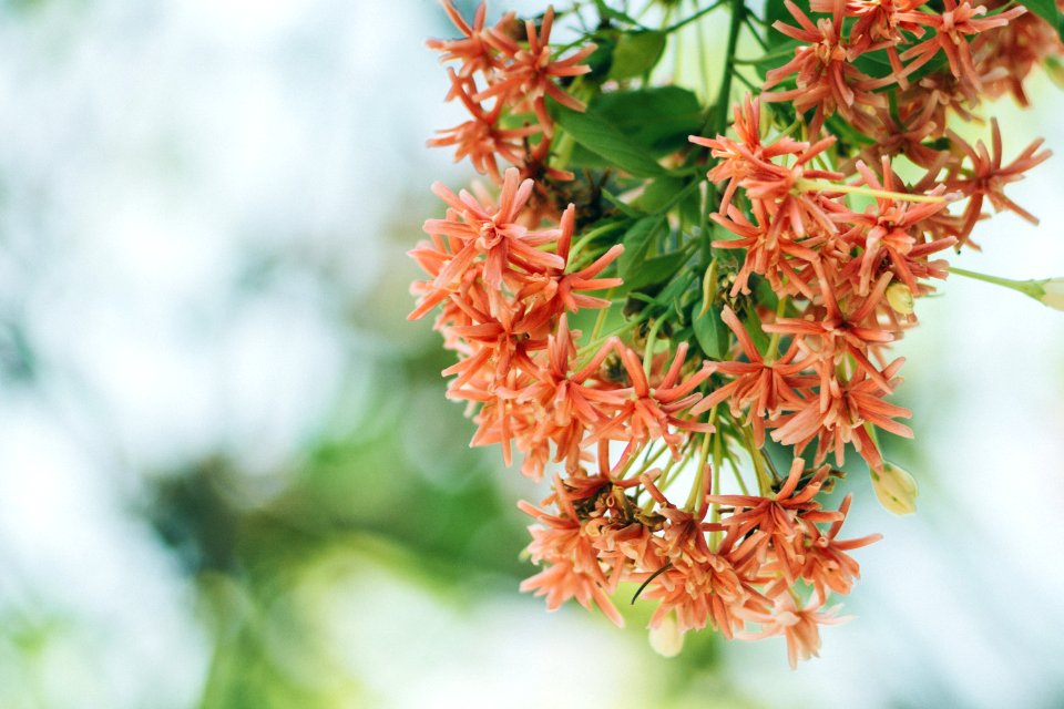 Selective Photography Of White And Red Petaled Flower