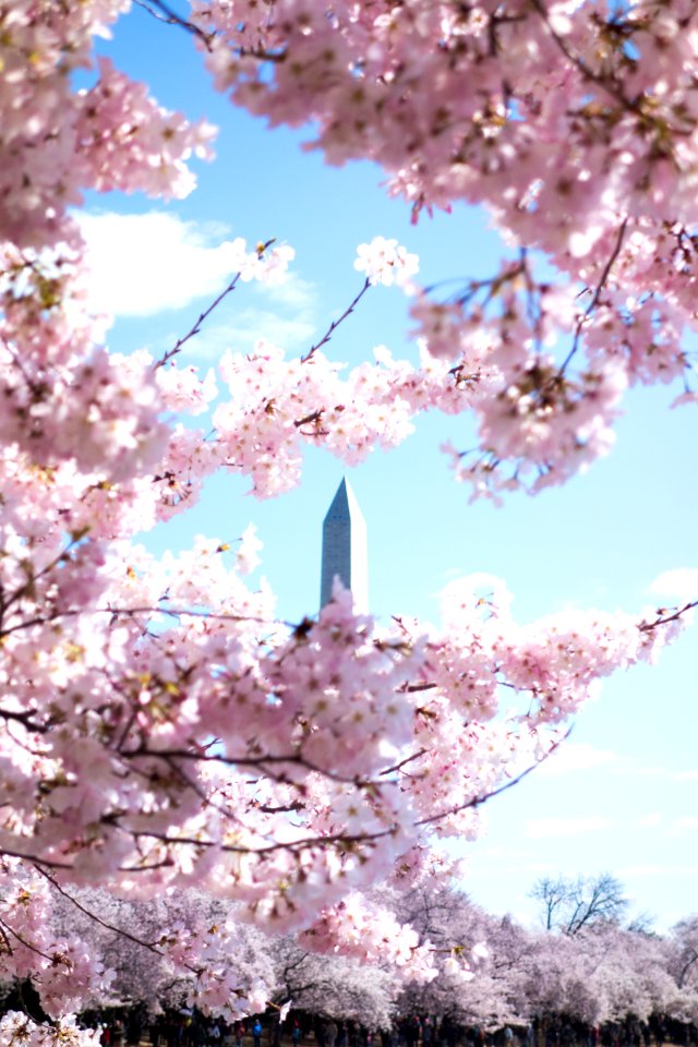 Pink Cherry Blossom