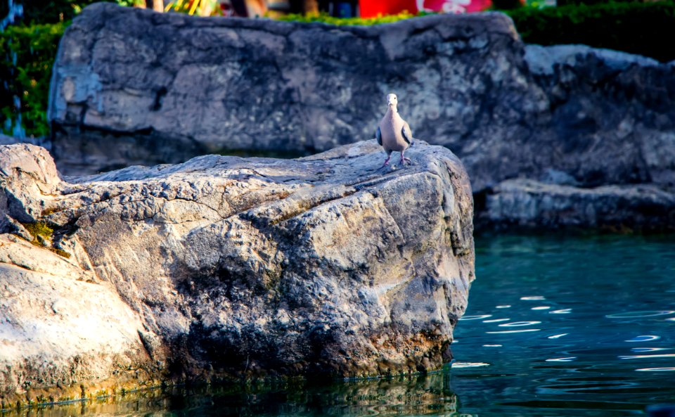 Photo Of Gray Bird Perch On Gray Stone Beside Body Of Water