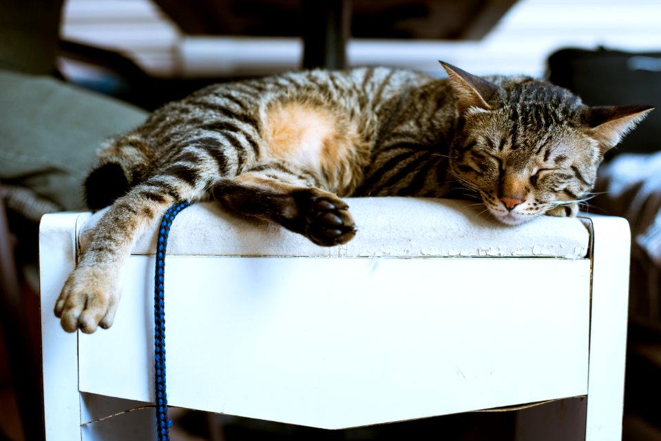 Brown Tabby Cat On White Wooden Furniture