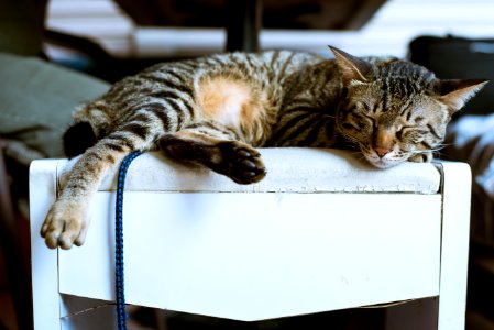 Brown Tabby Cat On White Wooden Furniture photo