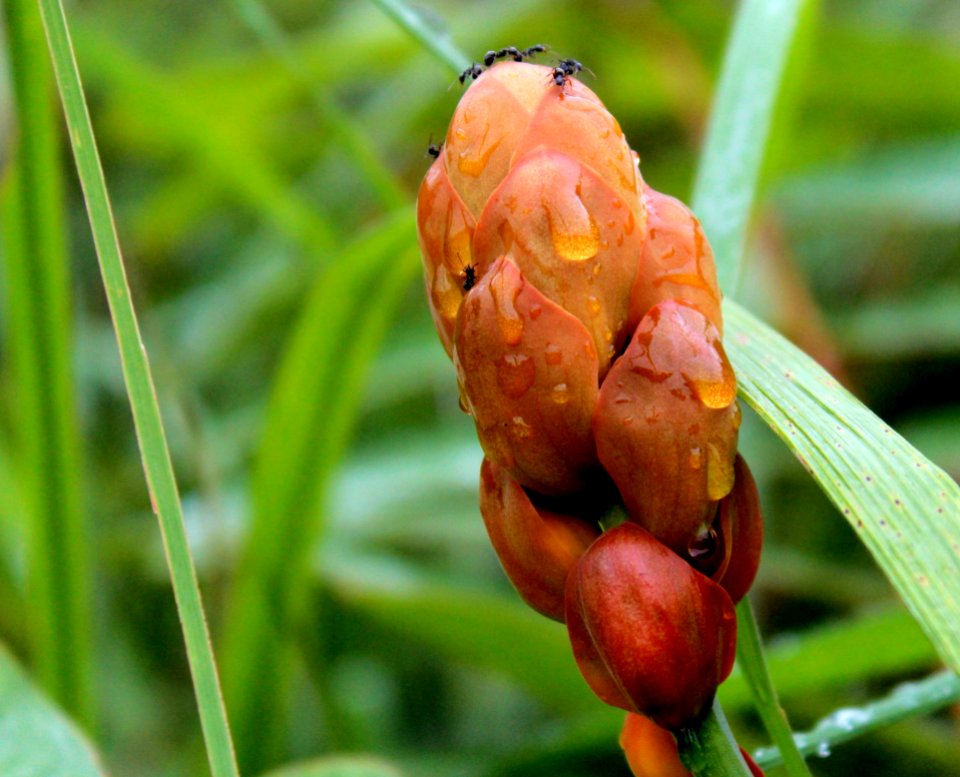 Photo Of Orange Petaled Flower Bud