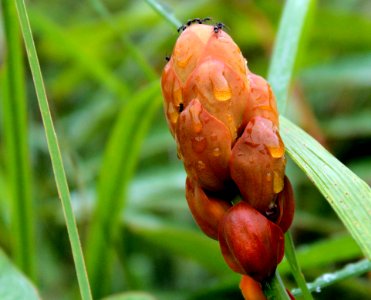 Photo Of Orange Petaled Flower Bud