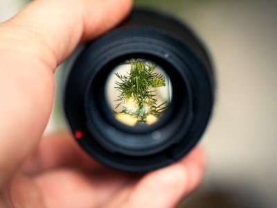 Person Holding Black Smartphone Camera Lens Capturing Green Plant In Selective Focus Photography