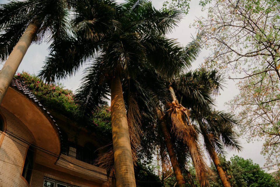 Palm Trees Under Gray Skies