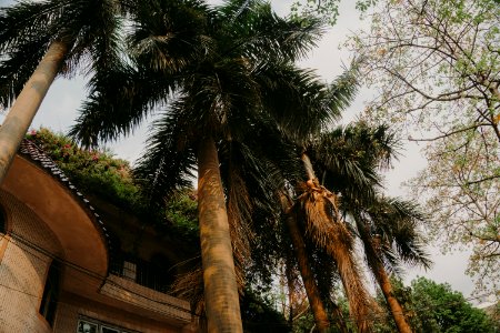 Palm Trees Under Gray Skies photo