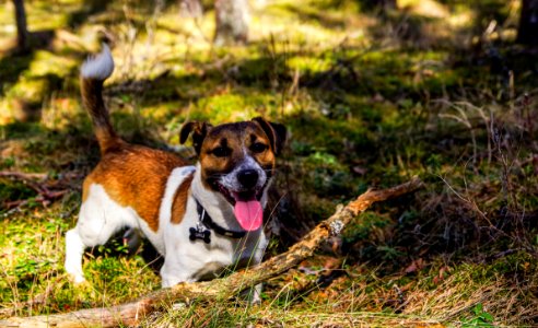 Adult Jack Russell Terrier photo