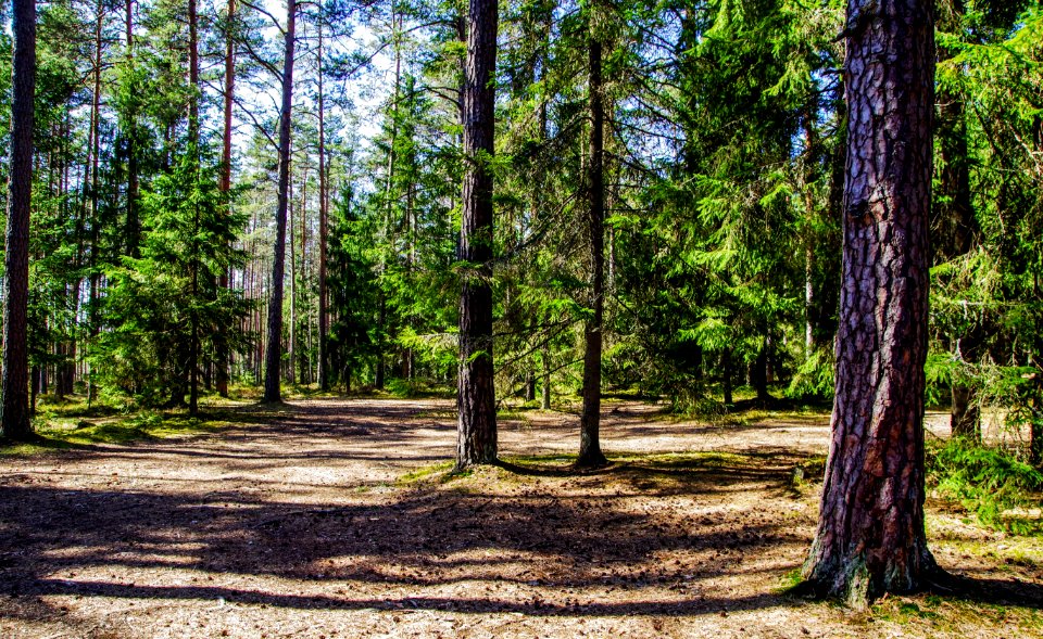 Green Trees