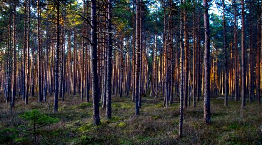 Tall Trees Photo