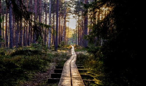 Empty Wooden Pathway In Forest