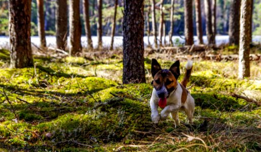 Adult Jack Russell Terrier Running On The Green Grass Field photo